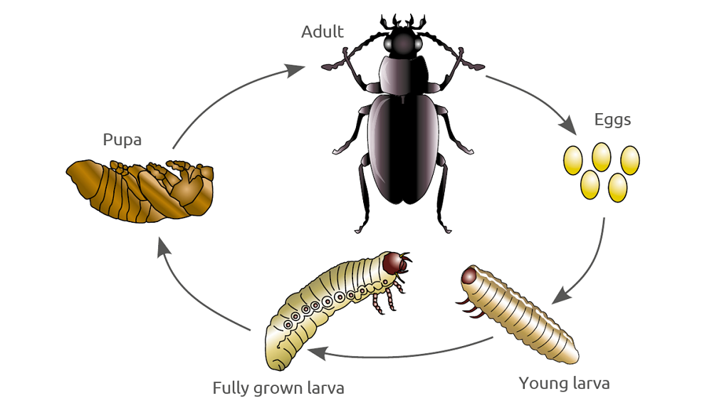 Identification And Management Of Beetles In Field Crops AHDB